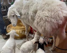新疆手工羊